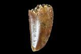 Serrated, Raptor Tooth - Real Dinosaur Tooth #98476-1